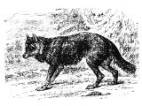 Wolf (Canis lupus), Heb. ZAB, Gen.49.27, Mt.7.15, Act.20.29, Jer.5.6, Hab.1.8, Zeph.3.3, Matt.10.16, Lk.10.3, Jn.10.12 etc